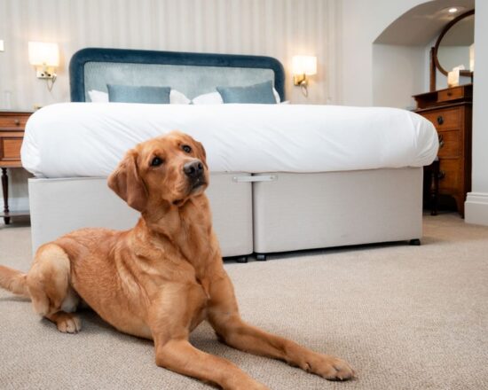 Dog Friendly
