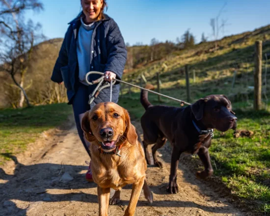 Woman walking two dog on Lake District path close to Lakeside Hotel