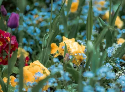 Multi coloured flowers and greenery