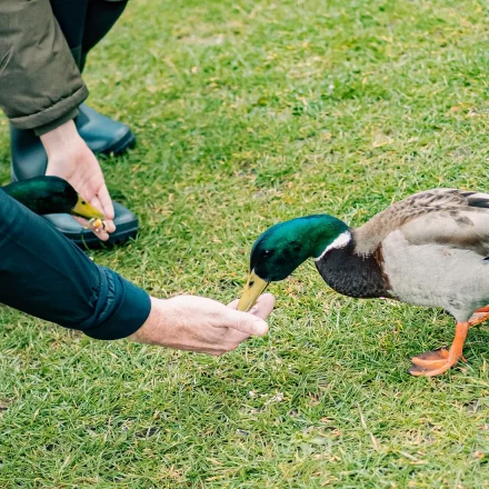 Guests hand feeding ducks in garden