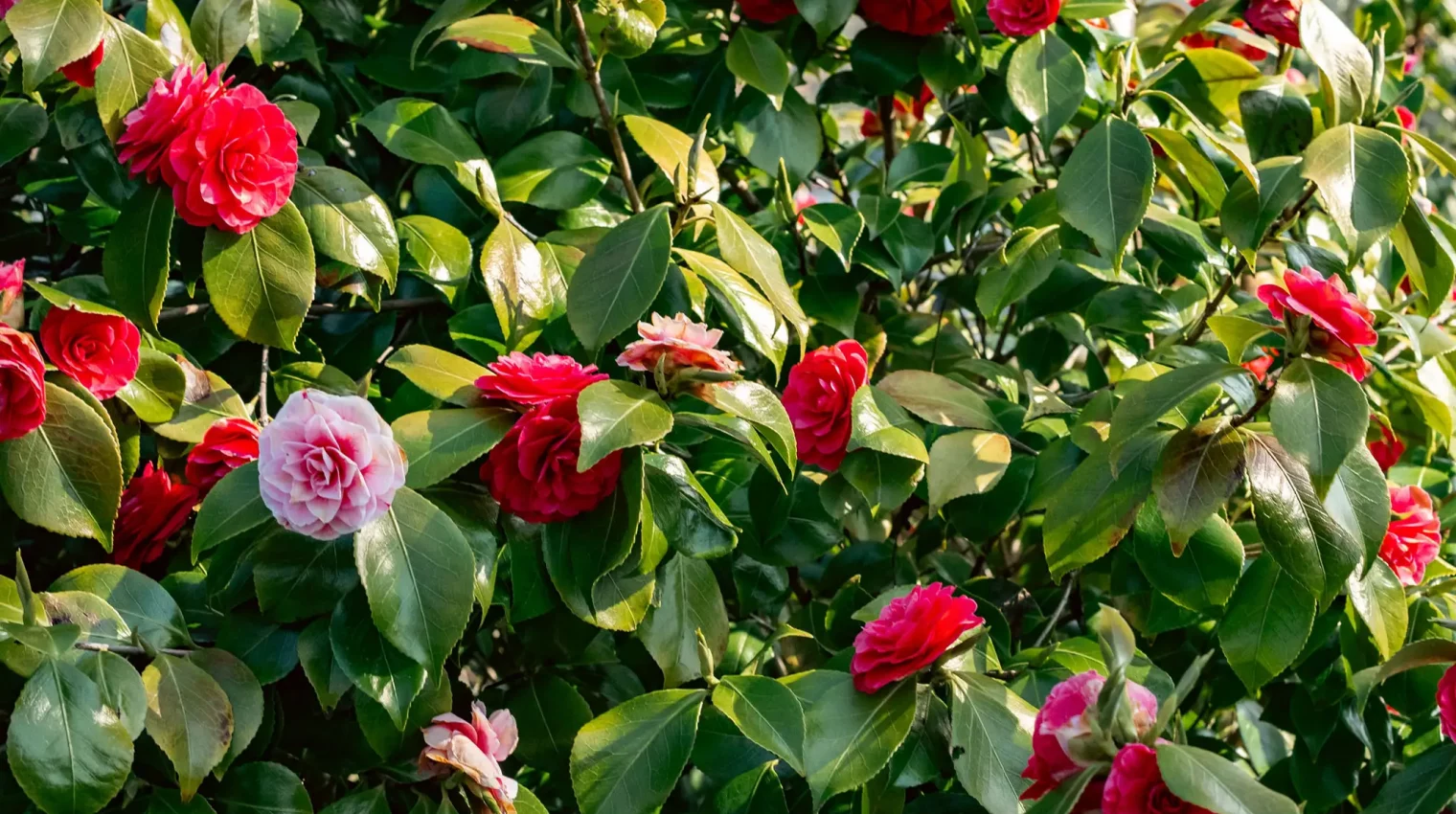 Close up of fresh green bush with red flowers