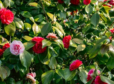 Step into Spring