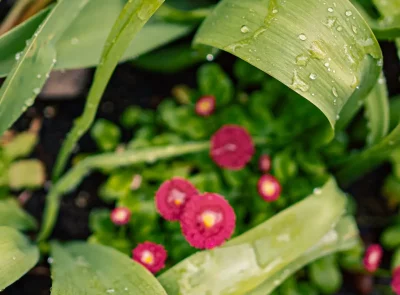 Luscious green leaves with pink and yellow flowers