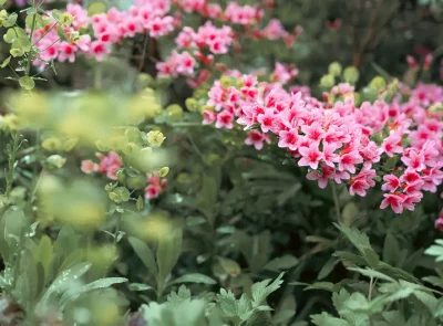 Green foliage with soft pink flowers
