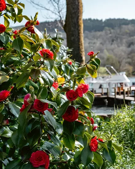 Red flower bush in the gardens with a boat out of focus in the background