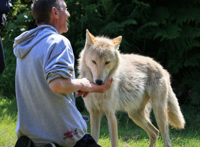 Walk with Wolves