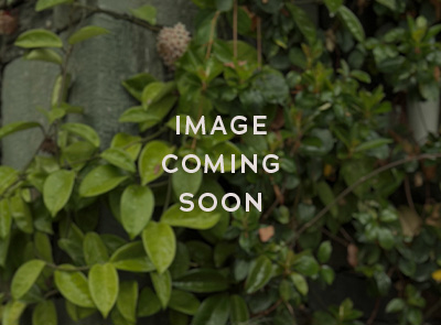 Placeholder image displaying words: image coming soon