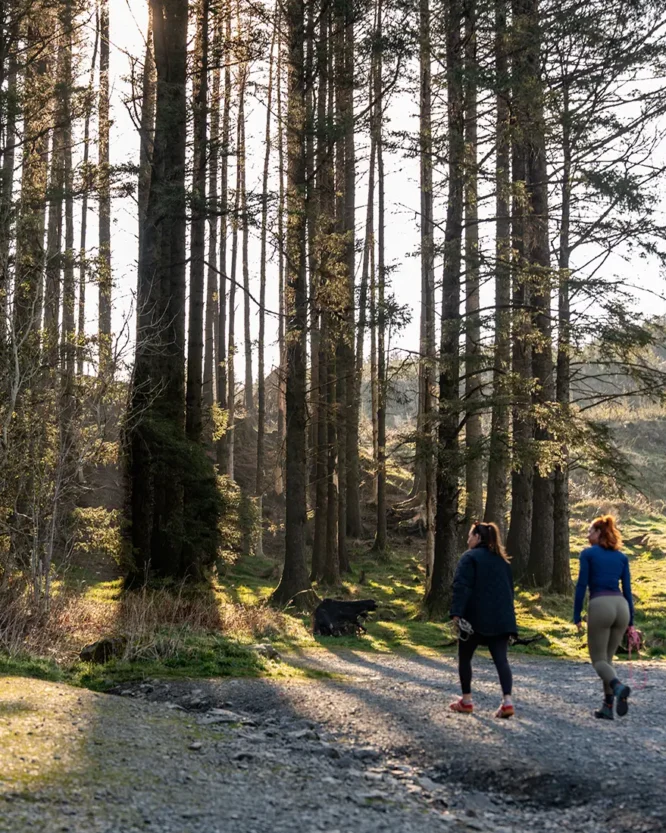 Couple walking their dogs in Lake District woodland