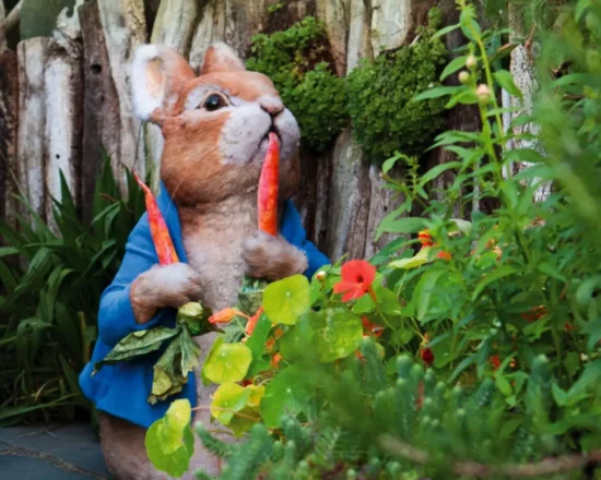 peter rabbit exhibit eating carrots
