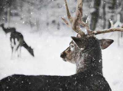 Deer in snowy surroundings to represent the time of year between Christmas and New Year